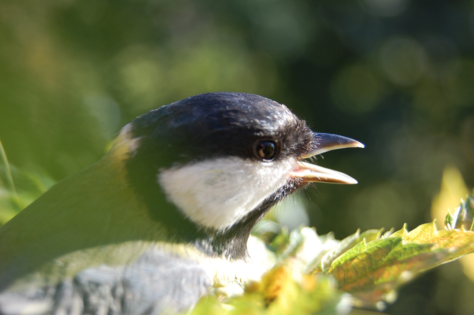 Parus major