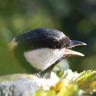 Parus major