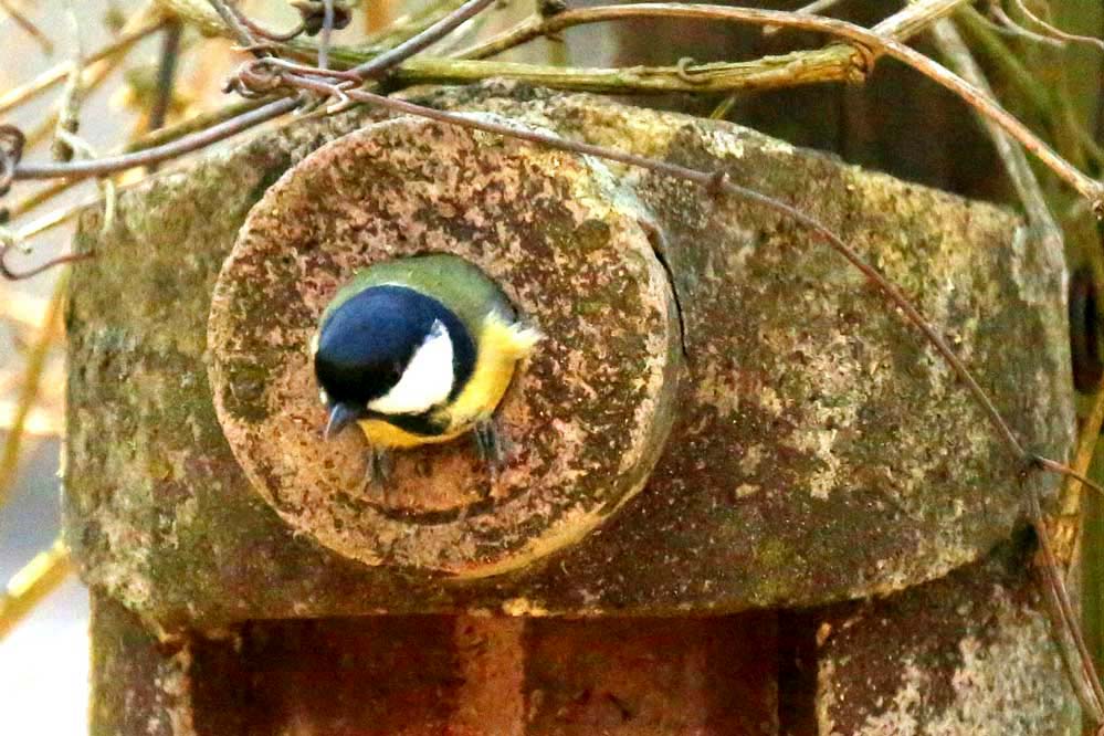 Parus major - Er hat etwas zugenommen...