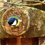 Parus major - Er hat etwas zugenommen...