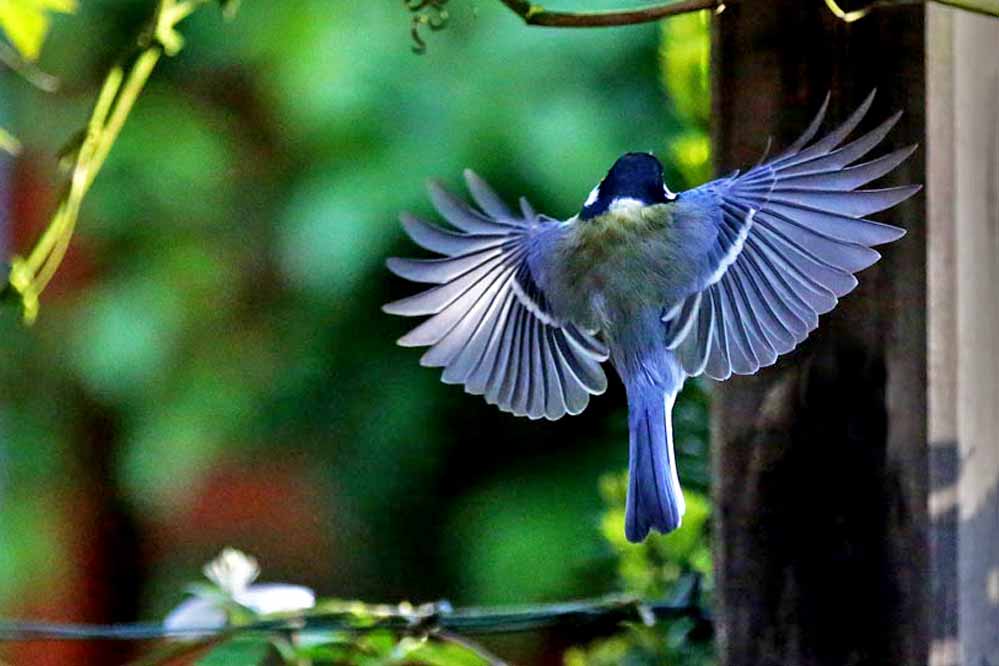 Parus major