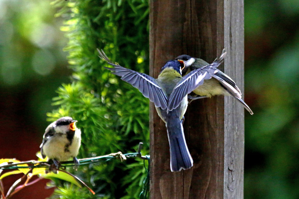 Parus major - Fütterung im Flug