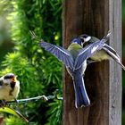 Parus major - Fütterung im Flug