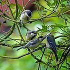 Parus major - hinten anstellen