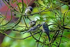 Parus major - hinten anstellen