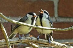 Parus major - Jungvögel