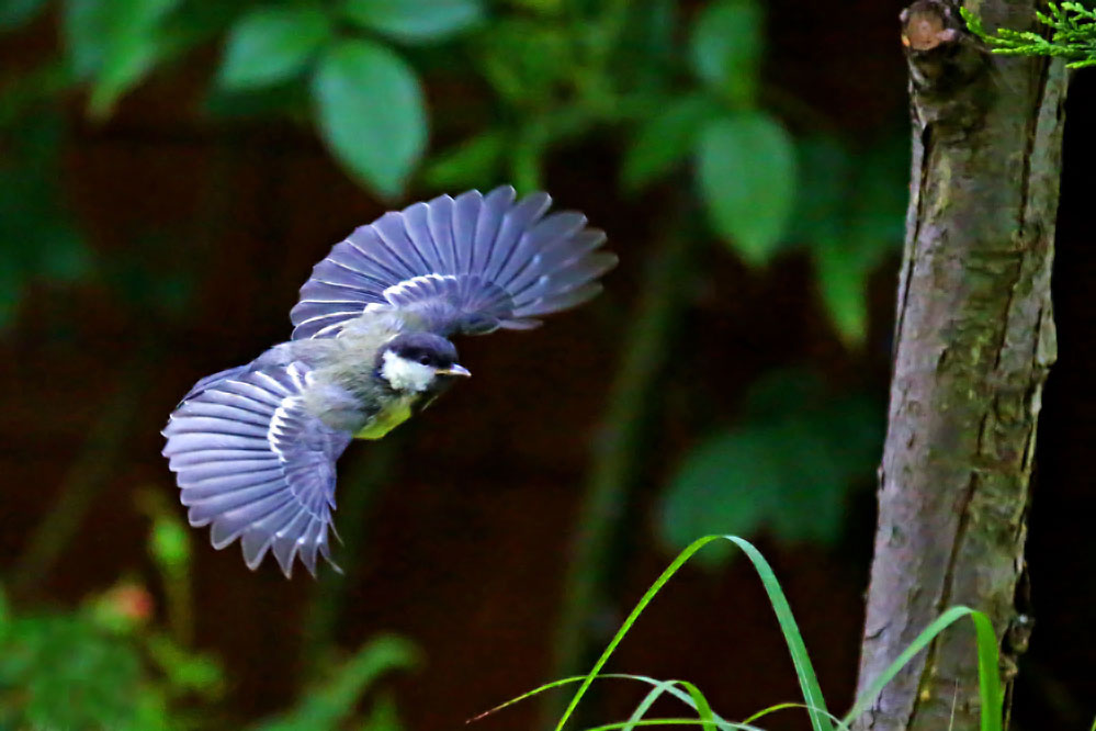 Parus major - Jungvogel