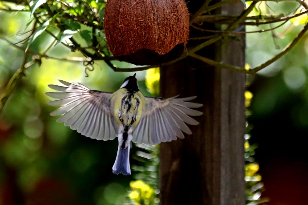 Parus major - Kohlmeise