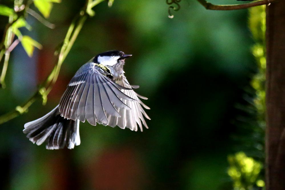 Parus major - Kohlmeise