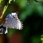 Parus major - Kohlmeise