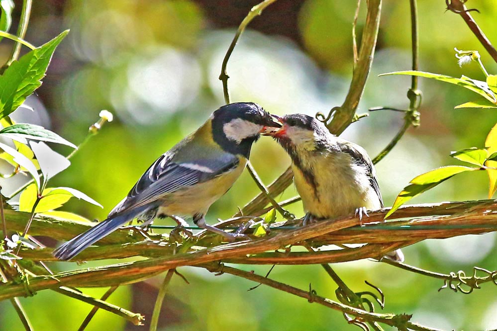 Parus major - Kohlmeise -