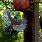 Parus major - Kohlmeise