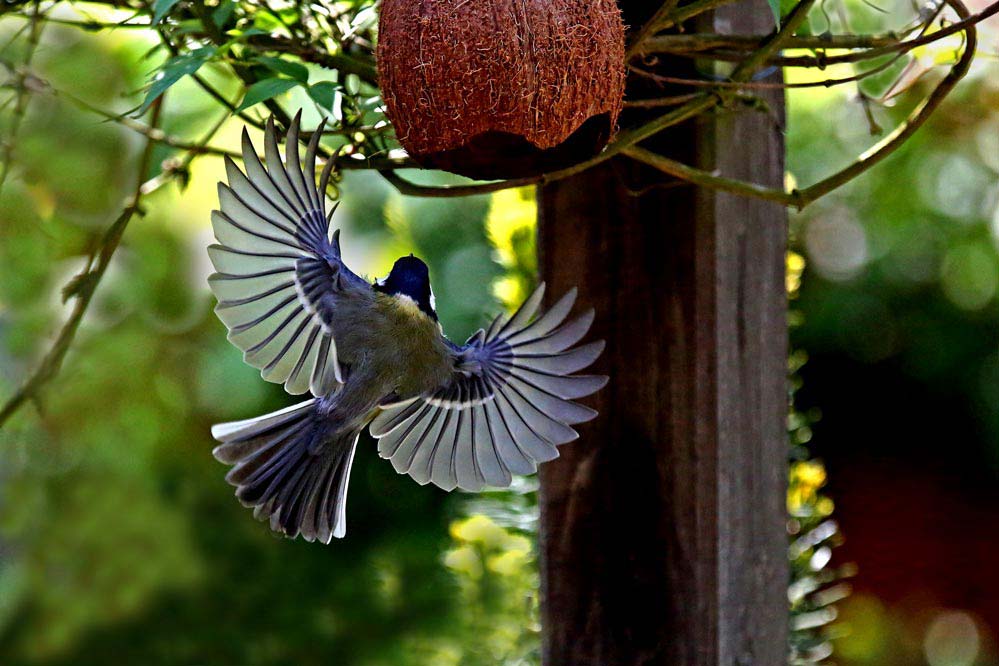 Parus major - Kohlmeise