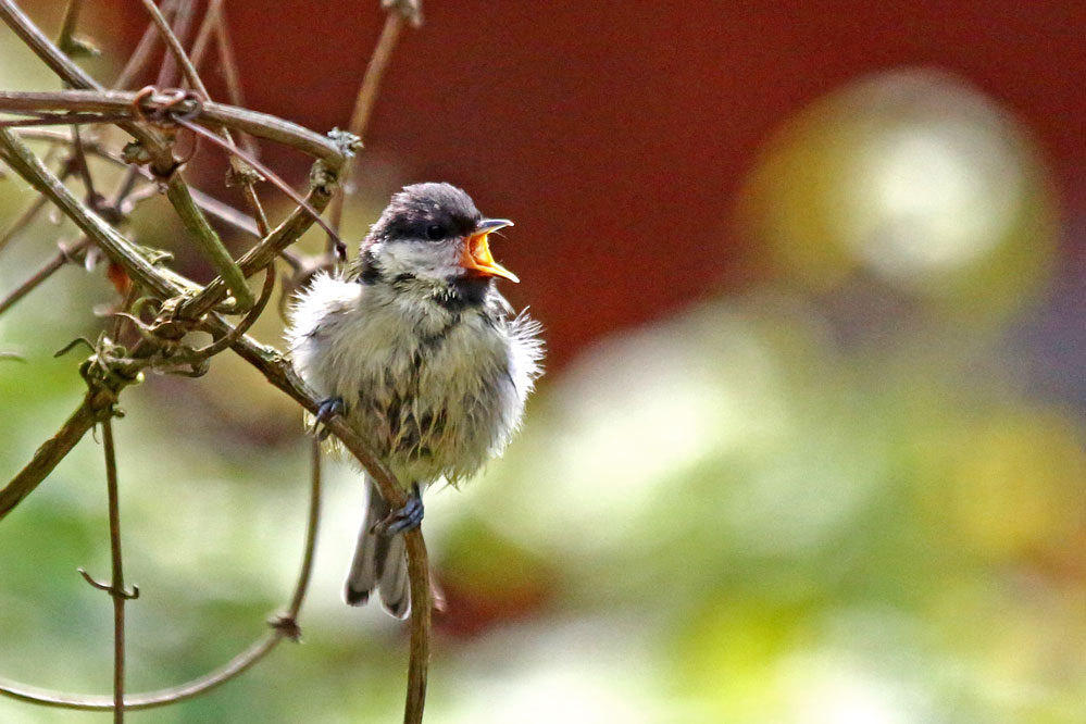 Parus major - Kohlmeise -