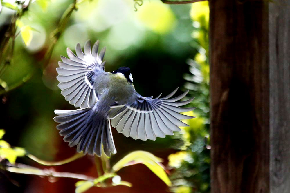 Parus major - Kohlmeise