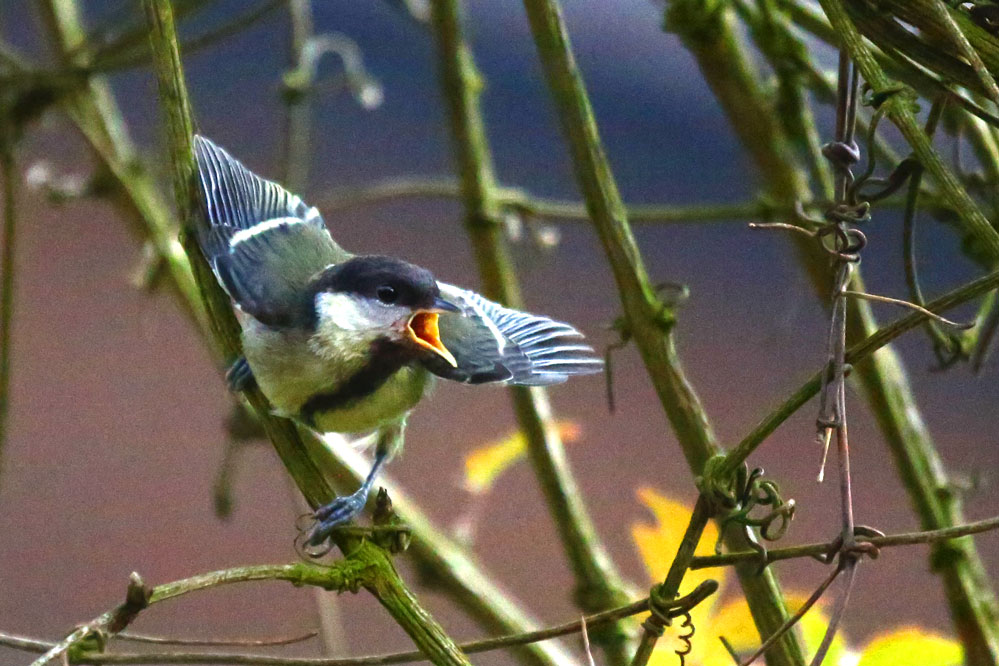 Parus major - Kohlmeise - Jungvögel will Futter