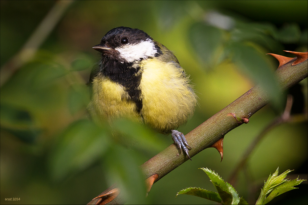 Parus major L