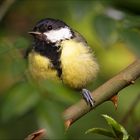 Parus major L