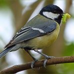 Parus major mit Raupe