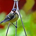 Parus major - möchte gehört werden