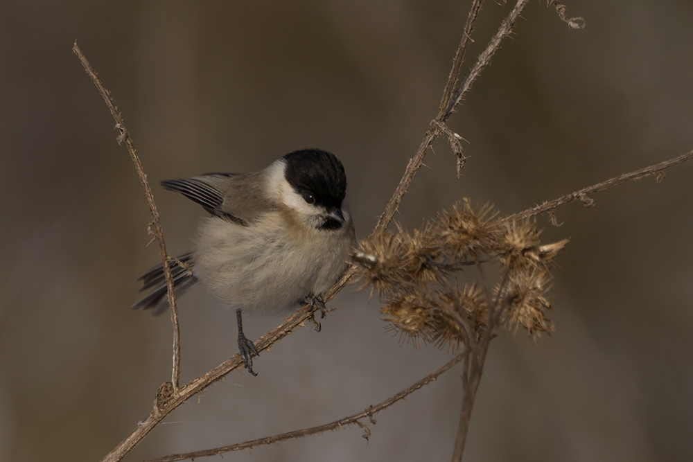 Parus montanus