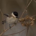 Parus montanus