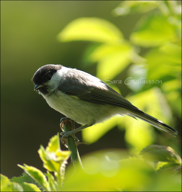 Parus palustris