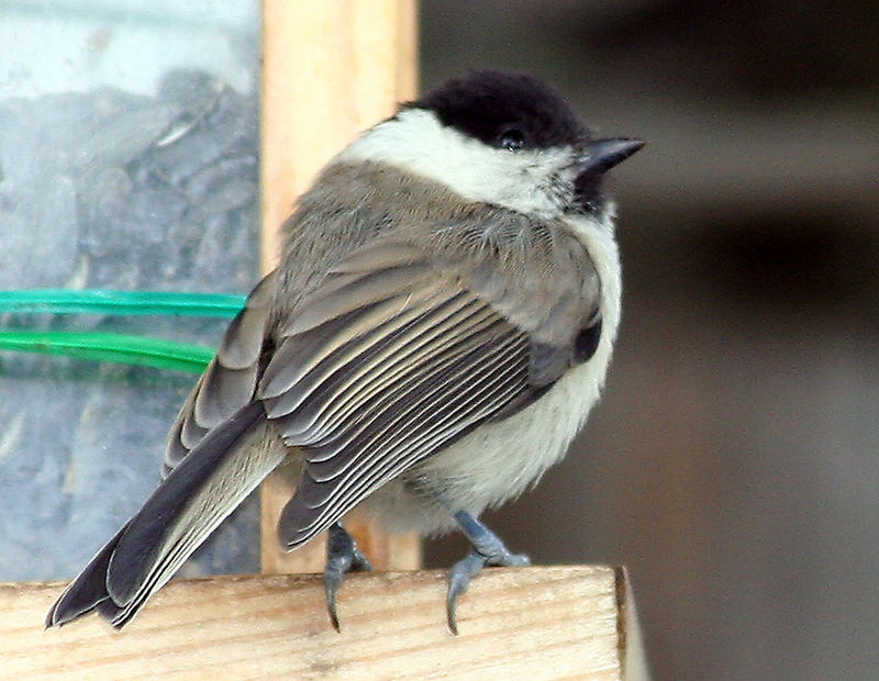 Parus Palustris - junge Sumpfmeise