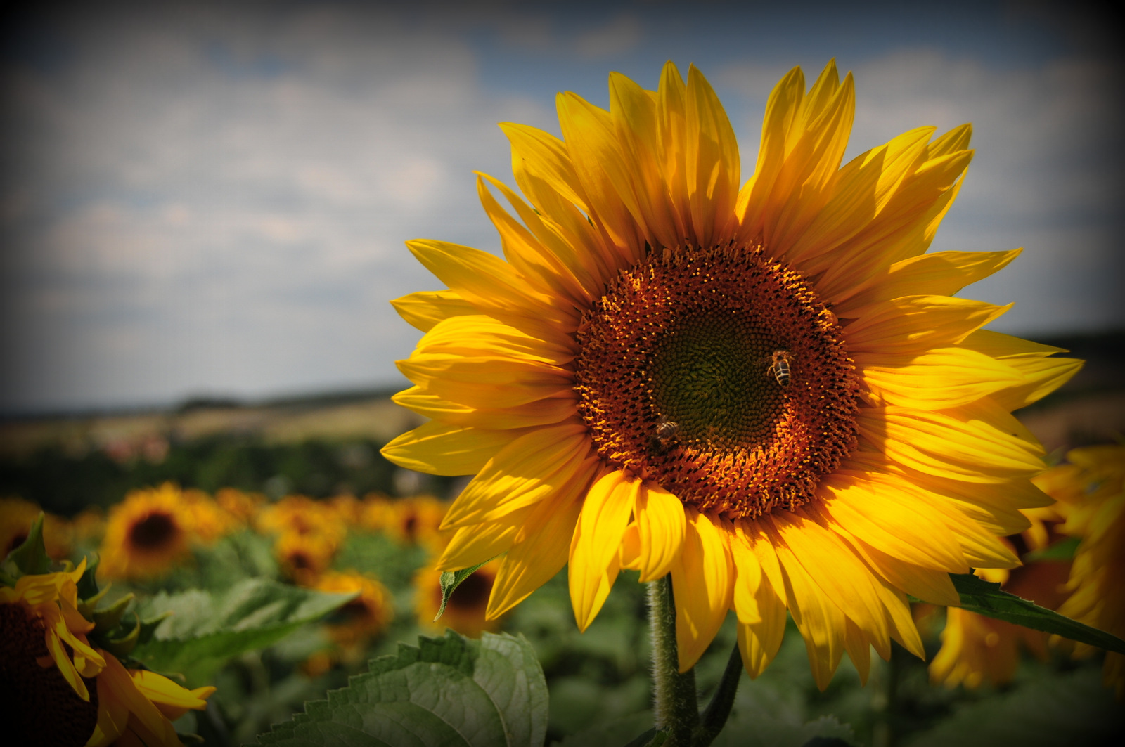 pas besoin de boussole pour mon tournesol..