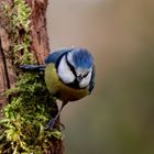 pas commode la bleue