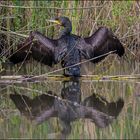 Pas commode un cormoran qui séche ses ailes