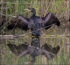 Pas commode un cormoran qui séche ses ailes