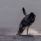 Pas de danse... baleine à bosses, Réunion