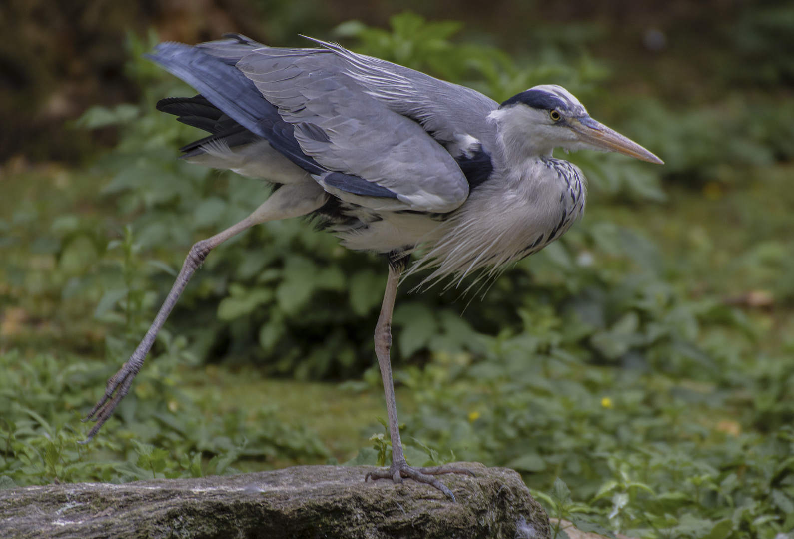 Pas de danse ou étirement ? (Ardea cinerea, héron cendré)