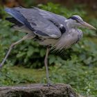 Pas de danse ou étirement ? (Ardea cinerea, héron cendré)