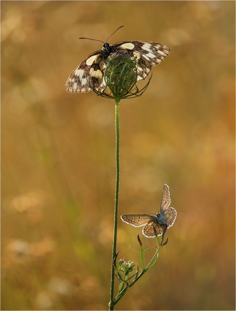 Pas de deux...!