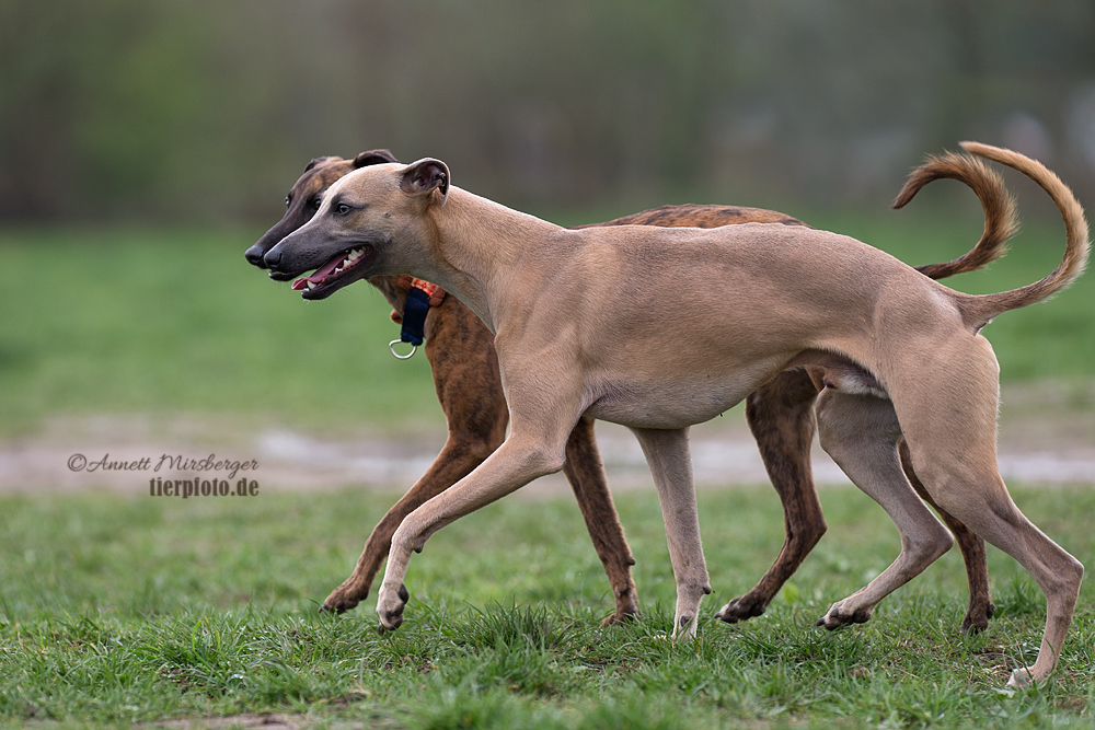 PAS DE DEUX