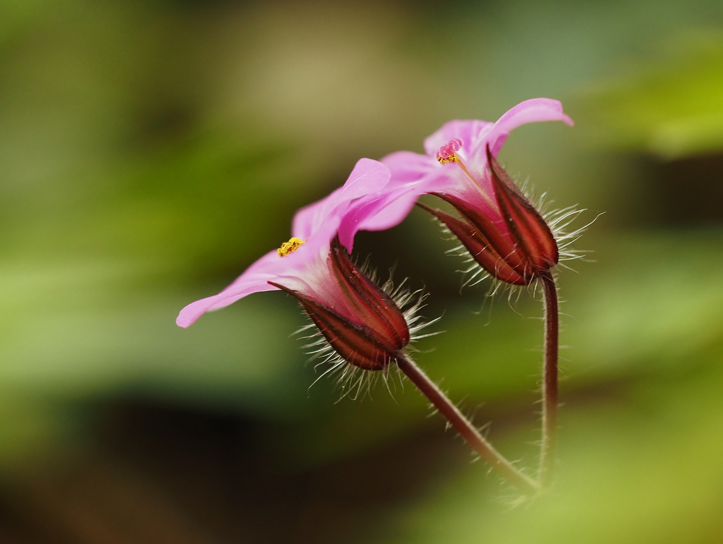 "Pas de deux".....