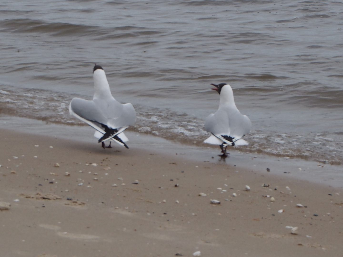 Pas de deux