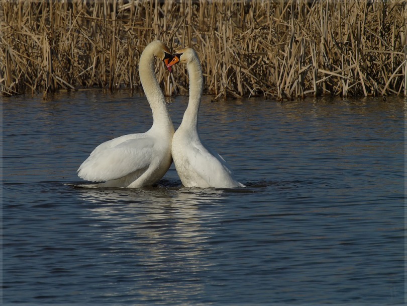 pas de deux