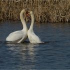 pas de deux