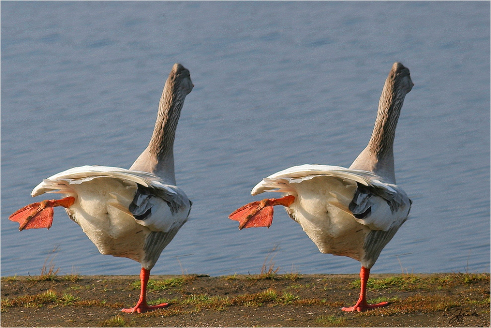 Pas de deux