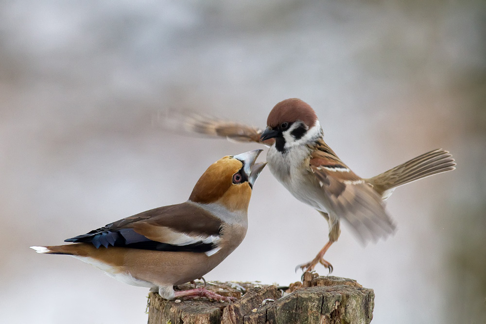 pas de deux