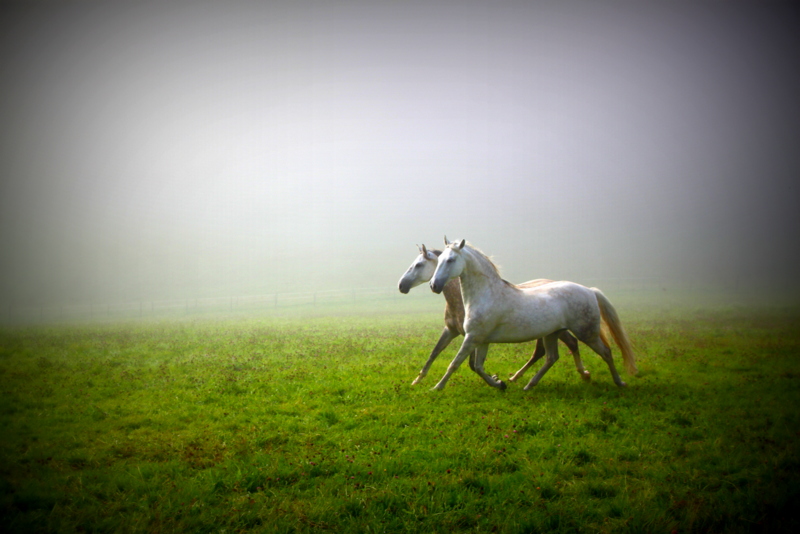 Pas de Deux