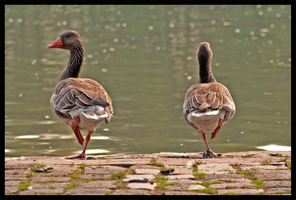 Pas de deux