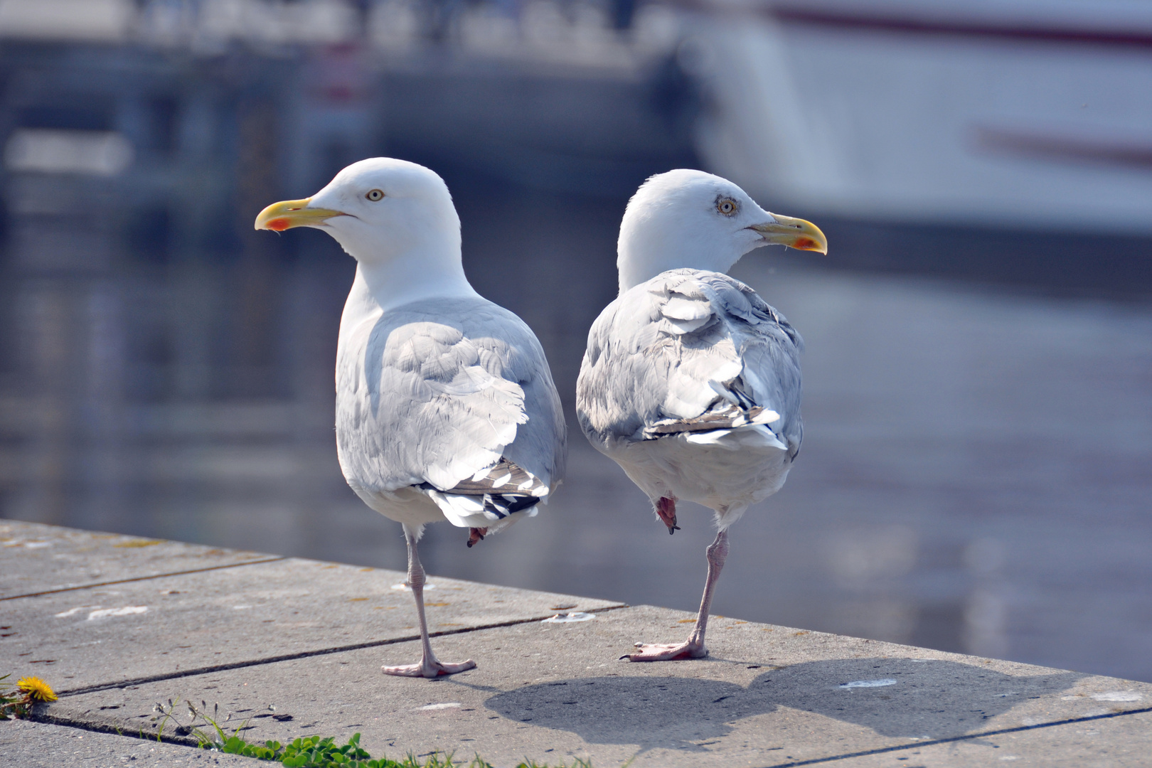 Pas de deux