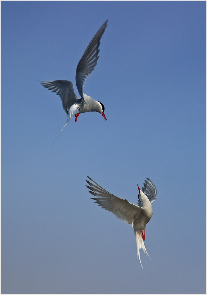 Pas de Deux