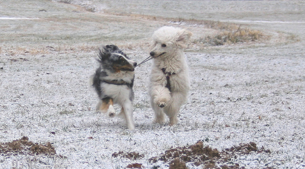 Pas de deux