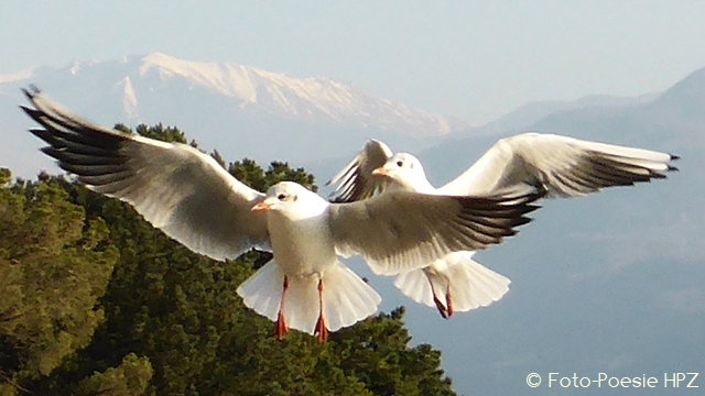 Pas de deux 