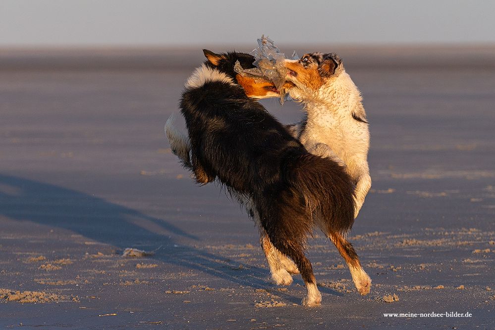 Pas de deux